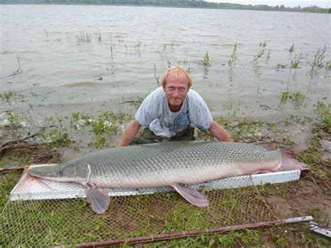 The Unrivalled Champions: The Largest and Heaviest Enormous Fish Ever Snagged