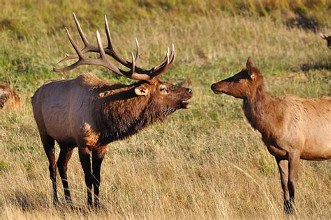 The Unsettling Experience of Being Pursued by a Majestic Elk