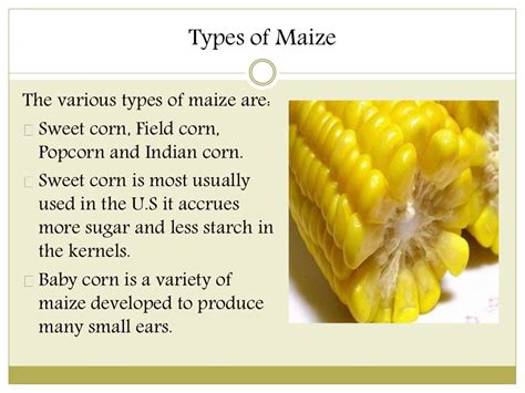 The Various Types of Maize and Their Culinary Applications