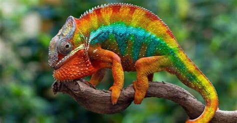 The Vibrant World of Reptiles: Exploring the Chameleon's Vision