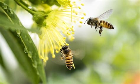 The Vital Role of Honey Bees in Our Ecosystem