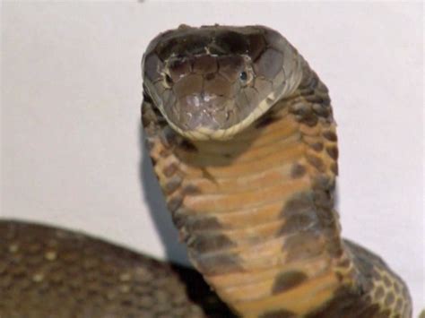 The ethical concerns surrounding the ownership of venomous reptiles