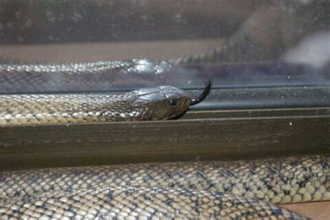 The preservation status of the elusive ebony serpent