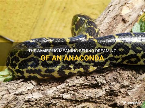 The symbolism behind dreaming of a black anaconda