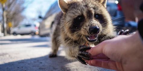 The underlying terror connected to raccoon bite experiences