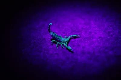 Therapeutic Approaches: Harnessing the Potential of Crab and Scorpion Dreams for Personal Growth