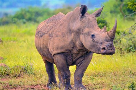 Threats and Challenges: Protecting the Magnificent Population of the Dark Rhino