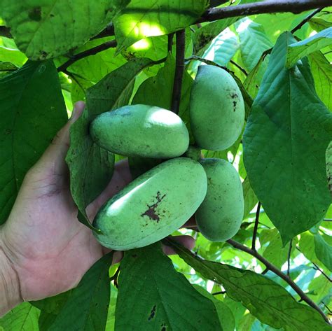 Tips for Cultivating Pawpaws