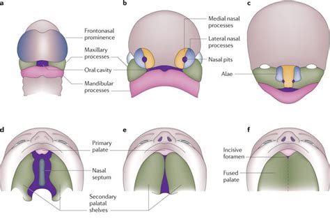 Tips for Decoding and Analyzing Dreams Involving the Emergence of Ants from the Oral Cavity