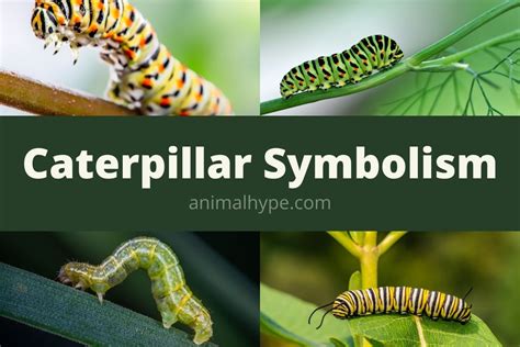 Tips for Interpretation and Application of Symbolic Meanings in Dreams featuring Caterpillar Biting