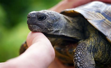 Tips for New Tortoise Owners: A Beginner's Guide to Proper Pet Tortoise Care