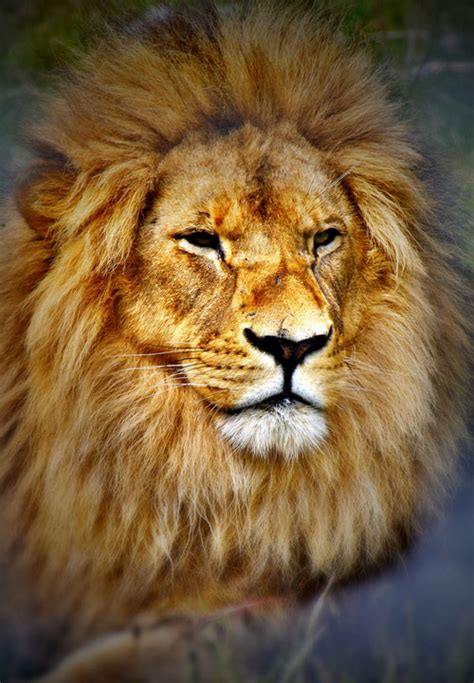 Tips for Overcoming Fear and Empowering Yourself in Dreams of a Ferocious Lion Encounter