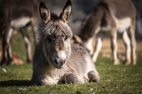 Tips for Understanding and Analyzing Dreams Featuring a Donkey Indoors