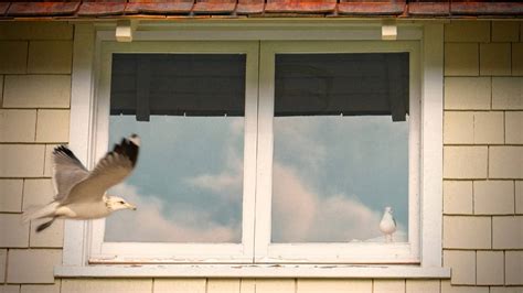 Tips for Understanding and Interpreting Dreams of Avian Collisions with Windows