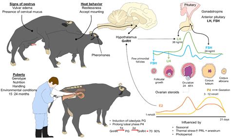 Tips for analyzing and understanding dreams about bovines during the course of pregnancy