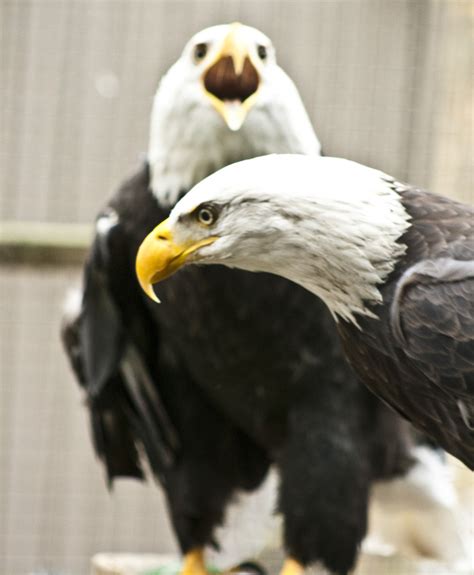 Training and Building a Special Connection with Eagles: An Extraordinary and Fulfilling Encounter
