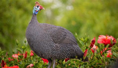 Training and Socializing Guinea Fowl for Domestication