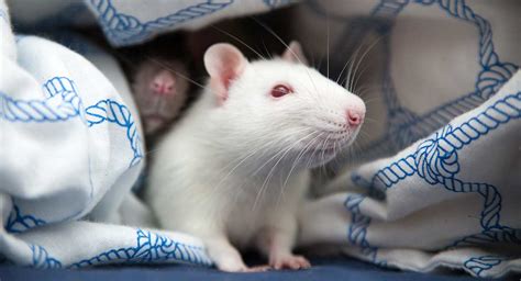 Transcendent Symbolism in the Dreams of Perished Albino Rats