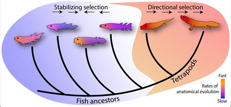 Transformation Unveiled: Indication of Evolution when Fish are Found Aligned with the Ground