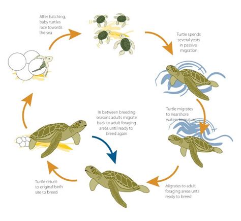 Transformation and Adaptation: Understanding the Significance of the Turtle Birth in Relation to Life Changes