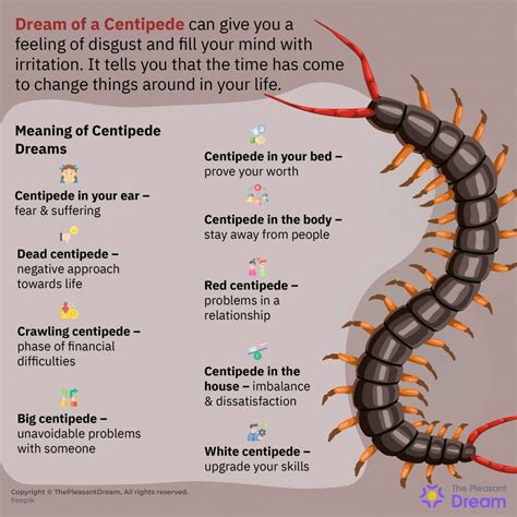 Transformation through Centipede Dreams: Insights from the Depths of Jungian Psychology