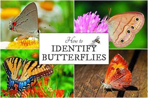 Transforming from Novice to Pro: Suggestions for Identifying Butterflies