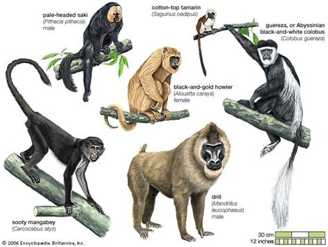 Types of Primate Companions and Their Distinctive Qualities