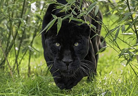 Unconscious Desires: Decoding the Significance of a Majestic Ebony Panther in Your Dreams