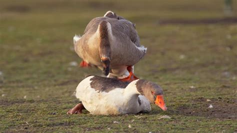 Unconscious Desires and the Goose as a Sexual Symbol