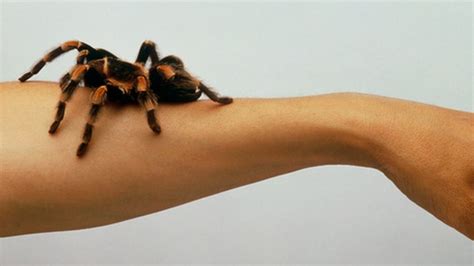 Unconscious Fears and Anxieties: Delving into the Hidden Significance of Tarantula Bites