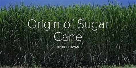 Uncover the History and Origins of Sugar Cane