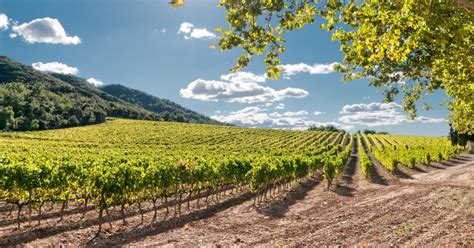 Uncovering the Mysteries of Grape Terroir: The Impact of Soil and Climate on Flavor