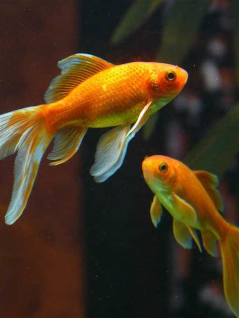 Uncovering the Significance of Embracing a Goldfish in Your Dreams