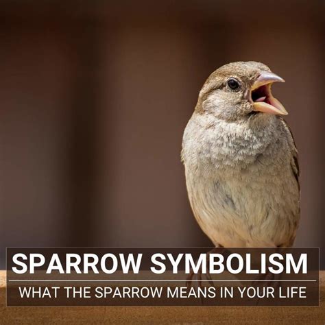 Uncovering the Spiritual Significance of a Departed Sparrow