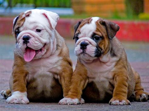Uncovering the Symbolic Threads in the Fantasies of Bulldog Pups: Decoding Common Narratives and Their Significance