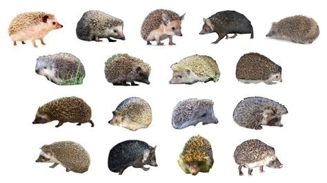 Understanding Different Hedgehog Breeds and Their Personalities