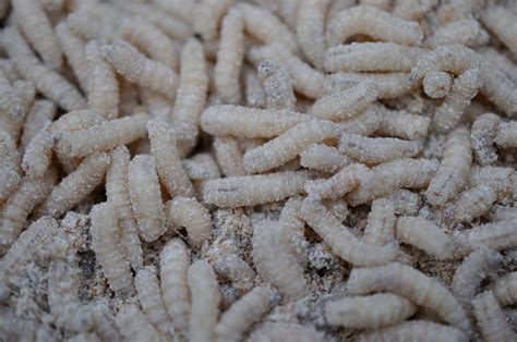 Understanding Maggots: Unraveling the Mystery of these Small Creatures