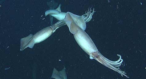 Understanding Squid Behavior: How to Anticipate Their Movements