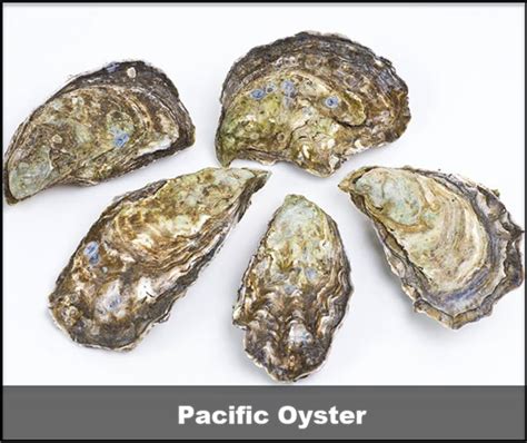 Understanding the Basics: Different Types of Oysters and Their Characteristics