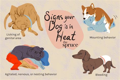 Understanding the Basics of Dogs in Heat