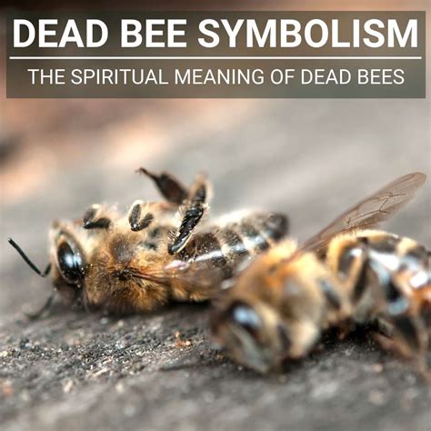 Understanding the Deep-rooted Beliefs Associated with Bee Symbolism