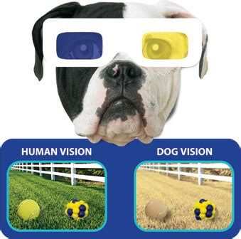 Understanding the Distinct Needs of Dogs with Limited Vision