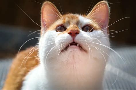 Understanding the Enigma of Cat Chirping and Trilling