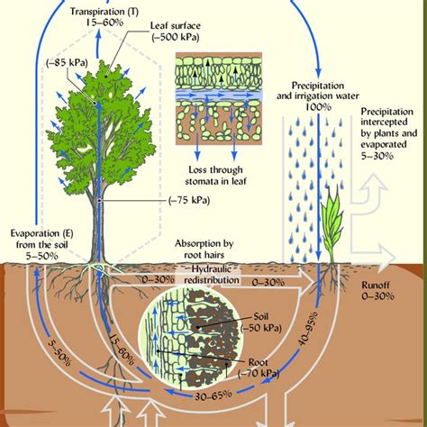 Understanding the Essential Soil and Watering Requirements