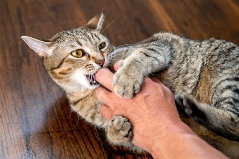 Understanding the Feline Behavior: Does it Scratch, Bite, or Flee?