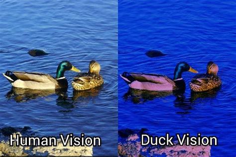 Understanding the Furious Waterfowl Vision: Analyzing it within the Context of Personal Experiences