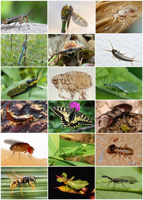 Understanding the Impact of Personal Experiences on Interpretations of Insect Dreams