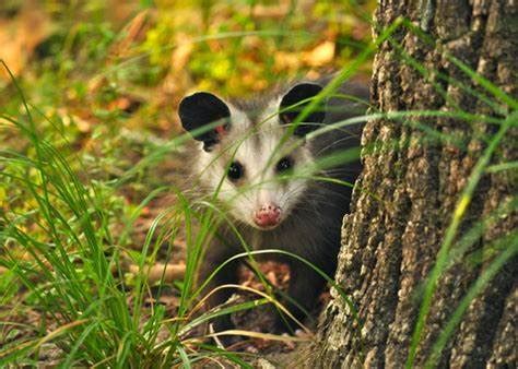 Understanding the Possum's Behavior in the Dream