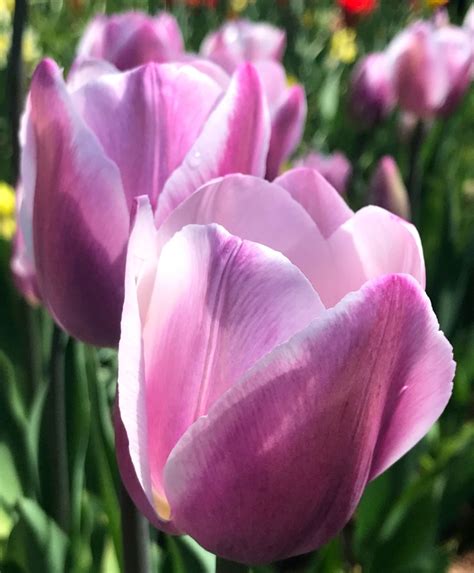 Understanding the Psychological Import of Dreaming About Tulip Bulbs