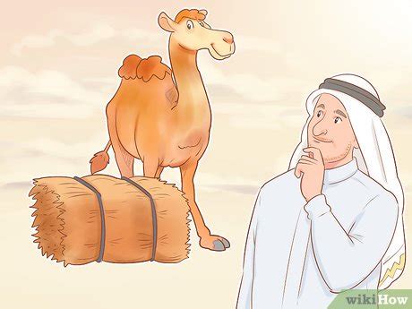 Understanding the Requirements of Owning a Camel